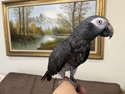 Sweet Male Timneh African Grey Parrot