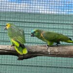 Talking 10-Month-Old Male & Female Amazons