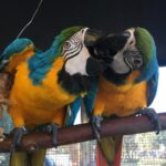 Talking Male & Female 6-Month-Old Macaws