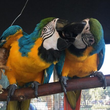 Talking Male & Female 6-Month-Old Macaws