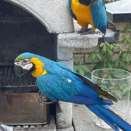 Talking Male & Female 8-Month-Old Macaws
