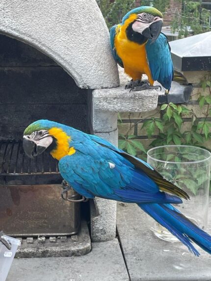 Talking Male & Female 8-Month-Old Macaws