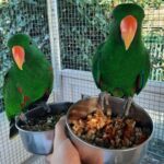 Talking Male & Female Eclectus Parrots