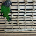 Tame Female Hawk-Headed Parrot for Sale
