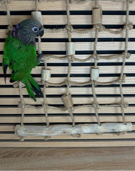Tame Female Hawk-Headed Parrot for Sale