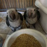 Timneh African Grey Babies for Sale