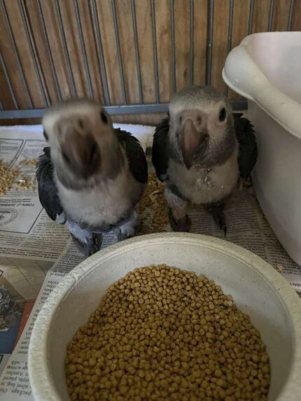 Timneh African Grey Babies for Sale