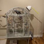 Timneh African Grey Parrot