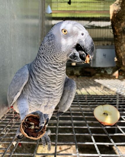 Trained Male African Grey Parrot