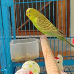 Tui Parakeet for Sale