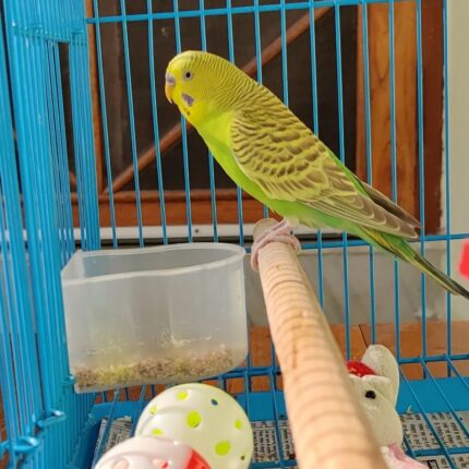 Tui Parakeet for Sale