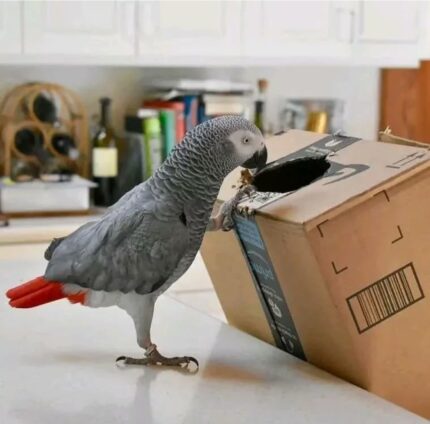 Well Trained Male African Grey Parrot