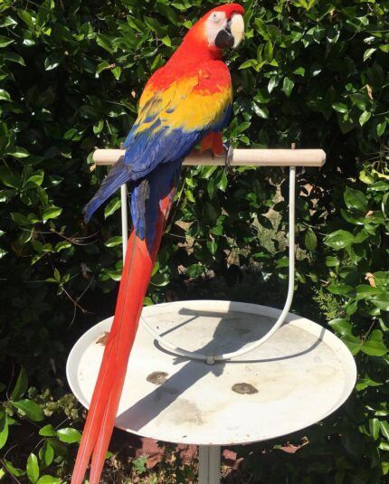 Young Scarlet Male Macaw Parrot